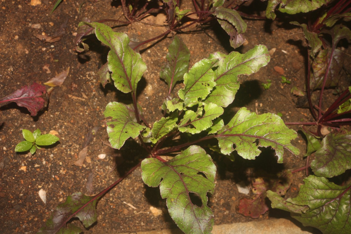 Beta vulgaris L.